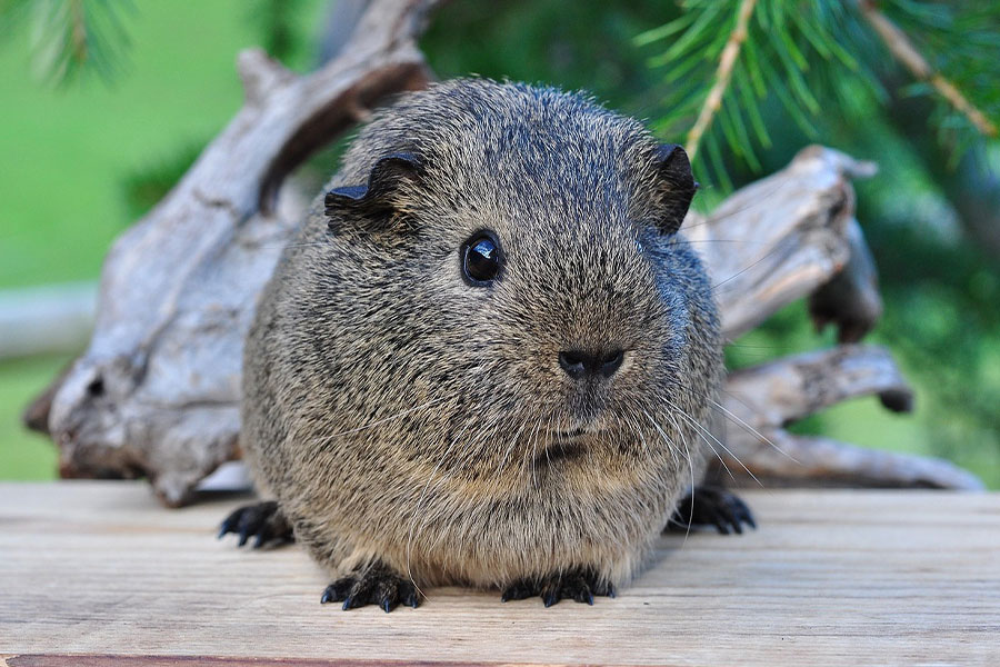 Les rongeurs sociaux mordent rarement.