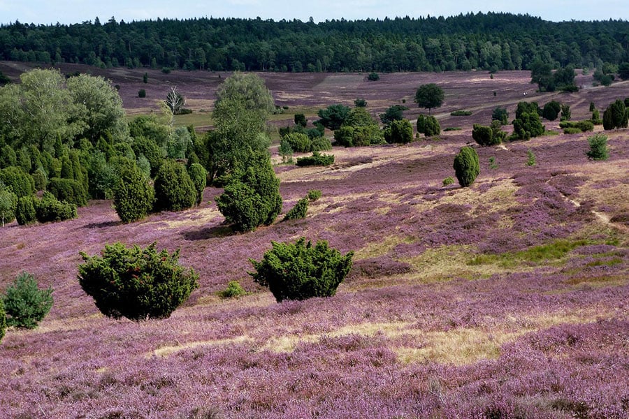 Paisaje natural del brezal de Lüneburg