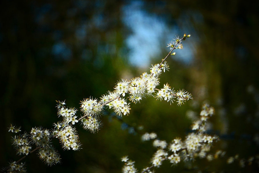 Perilla de flor en floración primaveral
