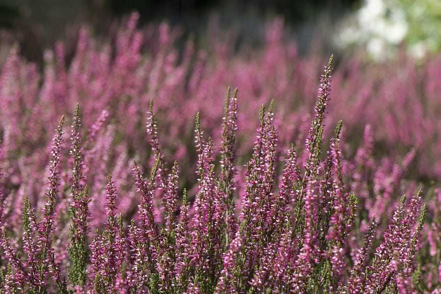 Plantas que pueden florecer en invierno y primavera.