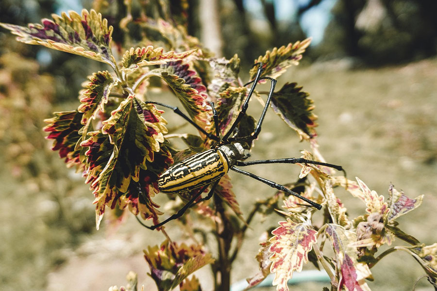 Pająk Triphonephila clavata nephila pilipes