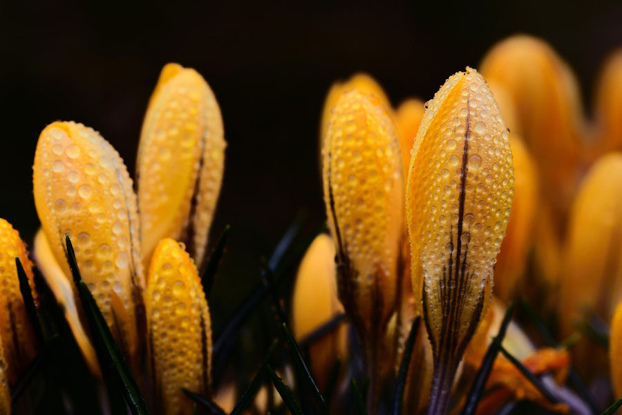 flores amarillas de azafrán