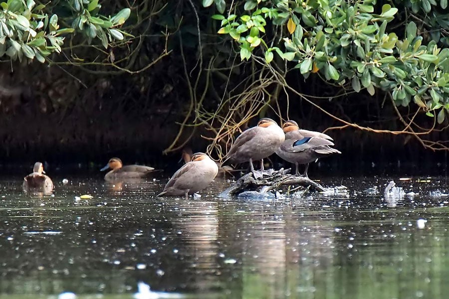 Filipijnse wilde eend