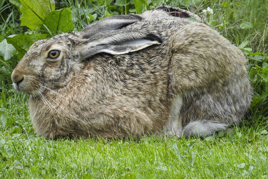 Lapin géant