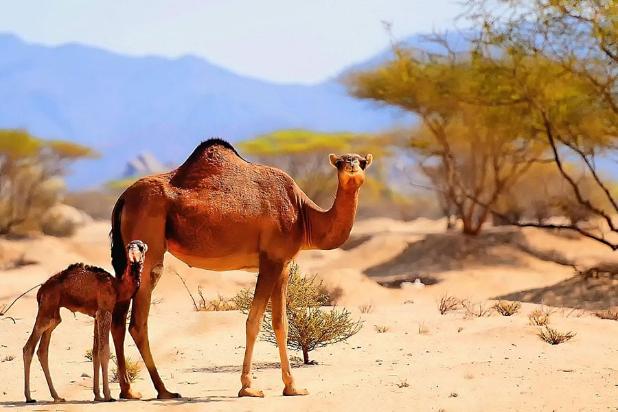 Einhöckriges Kamel mit Kalb
