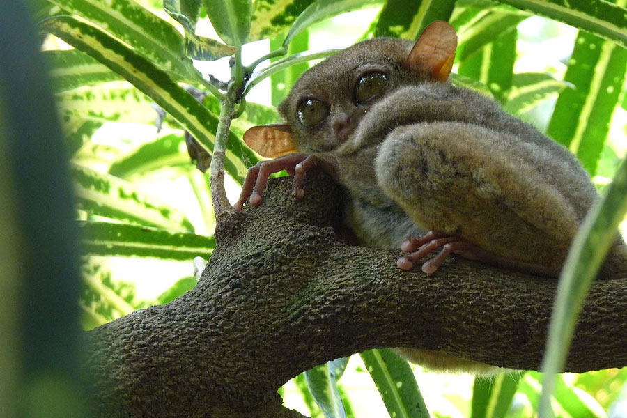 Tarsier Yoda Gollum