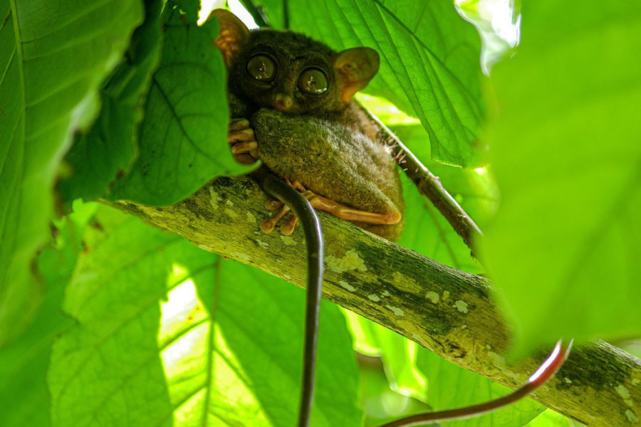 Primaat, klein dier, spookdiertje