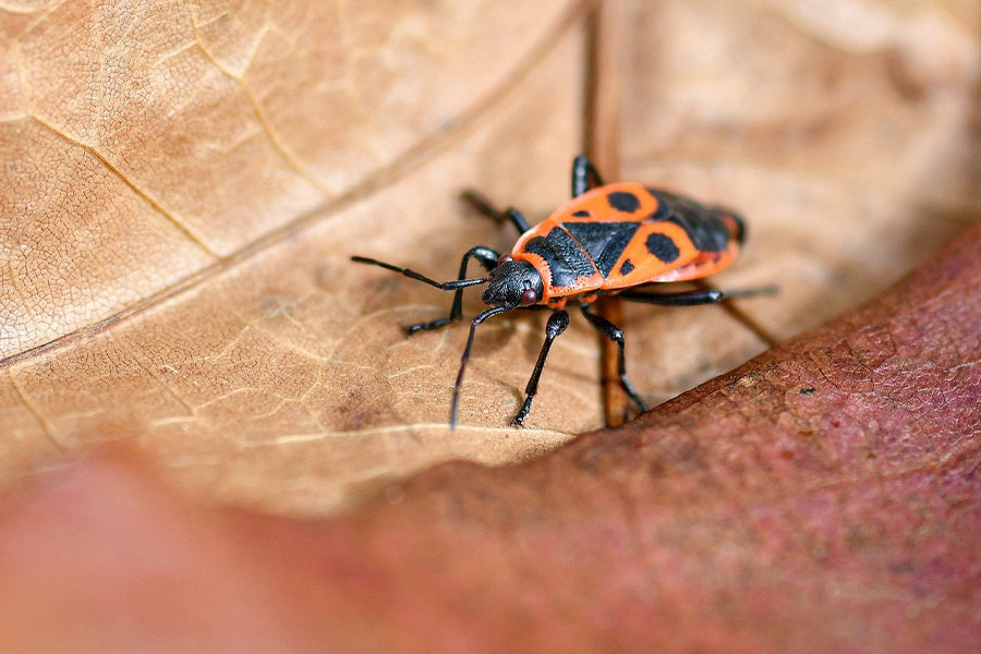 Policjant owad pluskwa