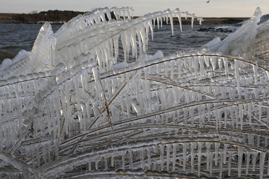 Tallos de caña cubiertos de esculturas de hielo