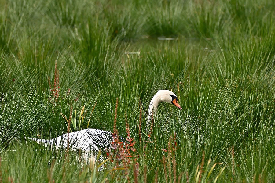 Large waterfowl mute swan