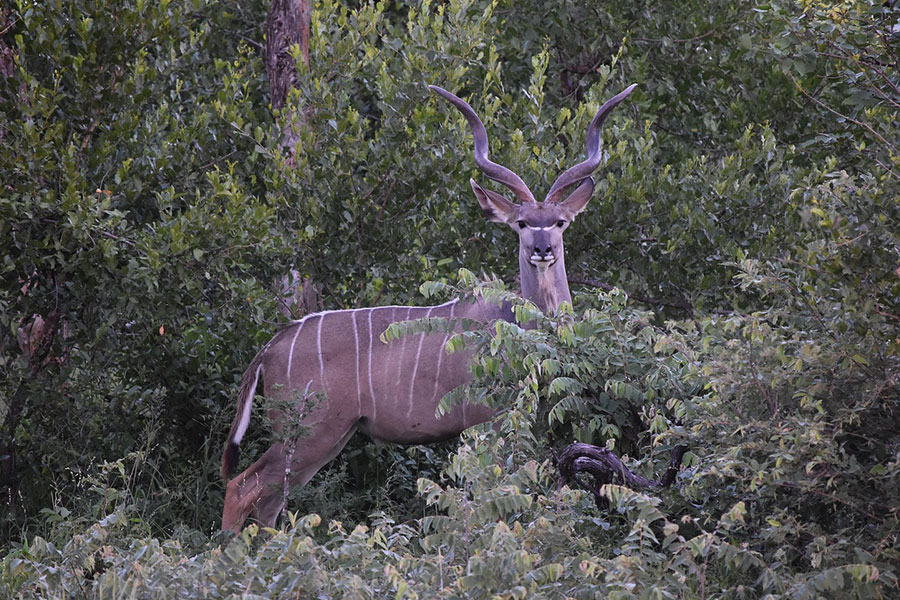 Antilopen, großer Kudu, Wald