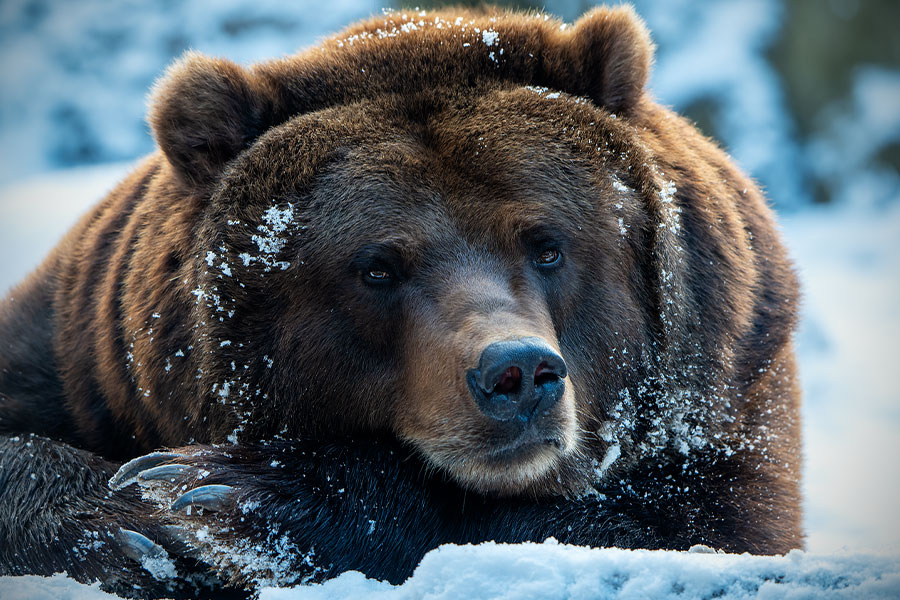 Bruine beer liggend in de sneeuw