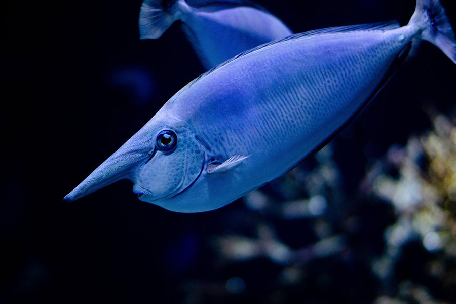 Blauwstekelige eenhoornvis naso unicornis