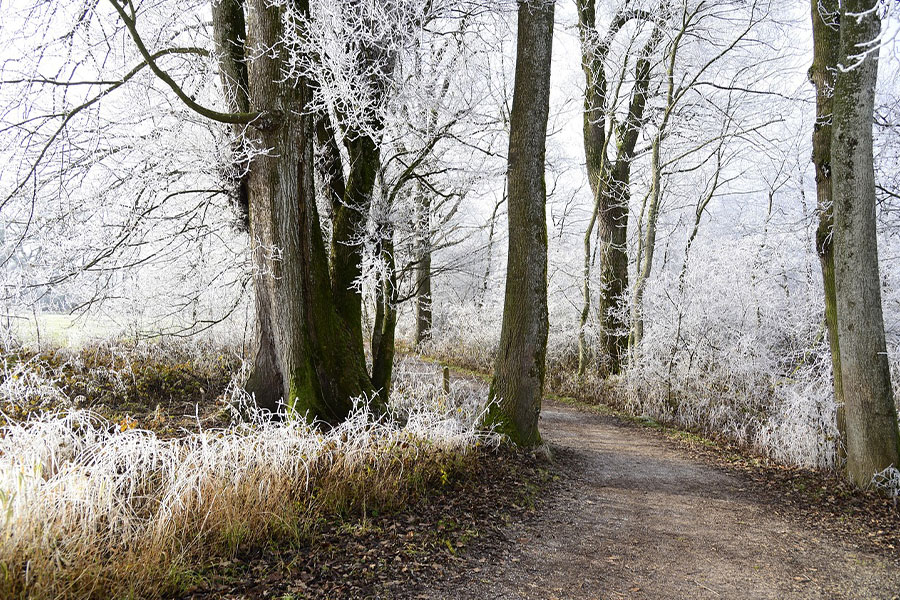 Escarcha fría de invierno