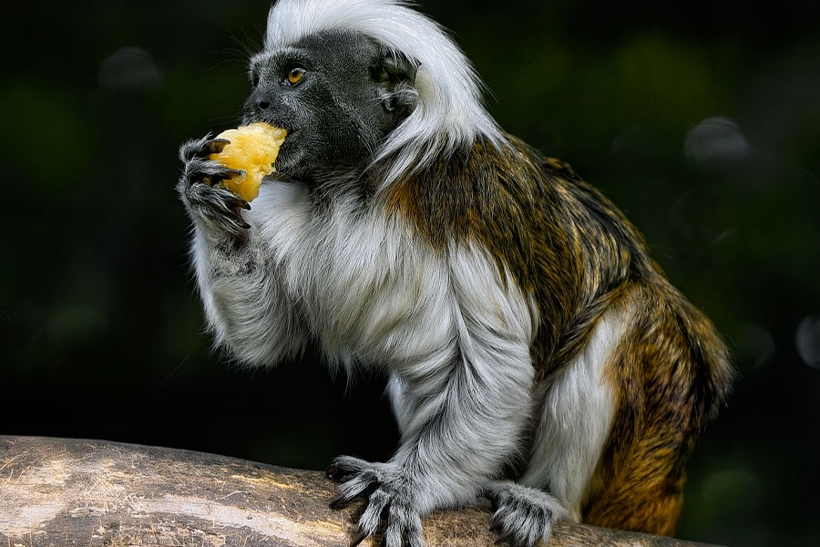 Katoenen top tamarin kleine klauwaap