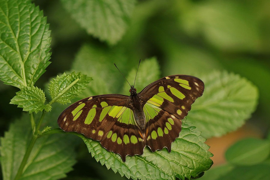 Motyl malachitowy Siproeta stelenes