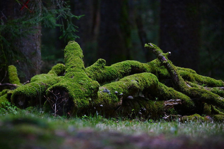 Fallen tree trunks covered in moss