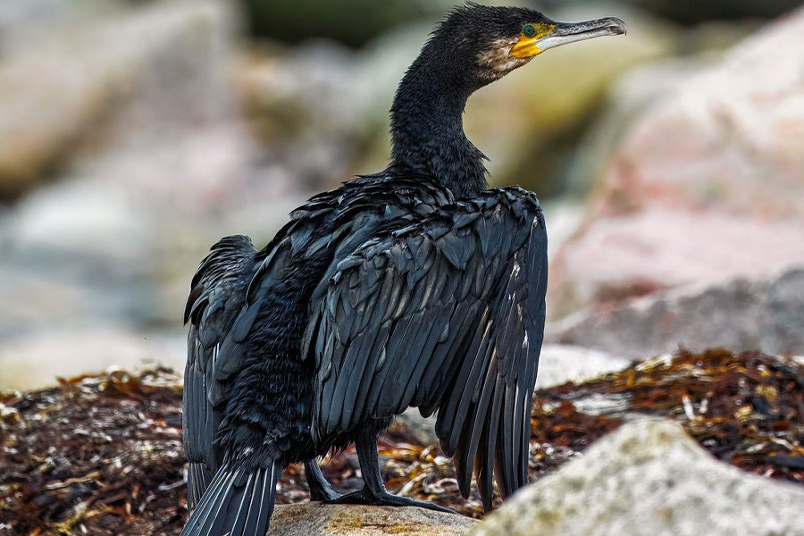 Cormorán grande o cormorán japonés