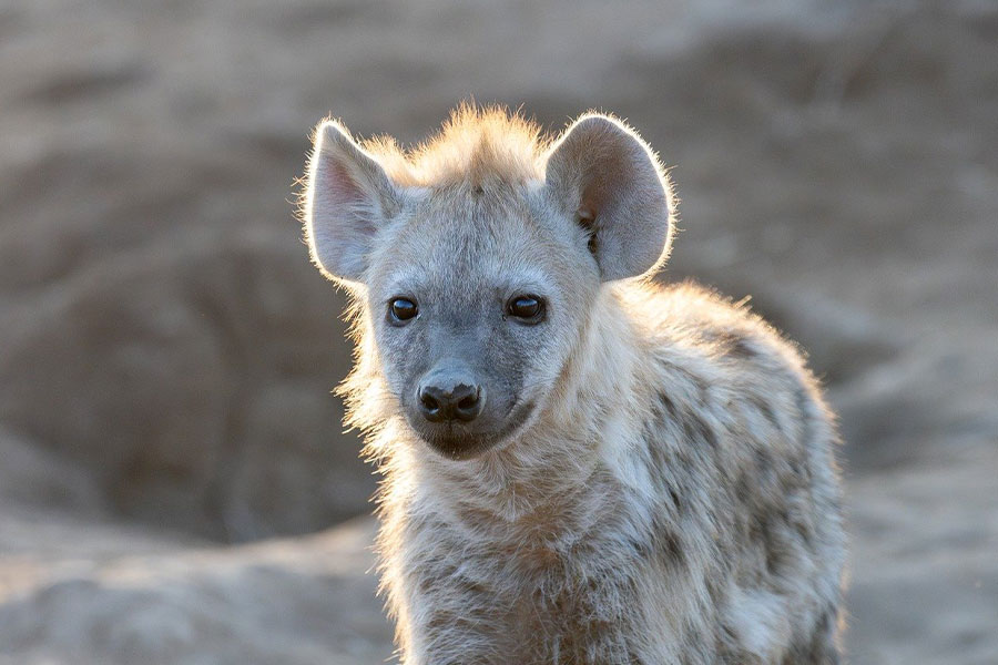 Gevlekte hyena