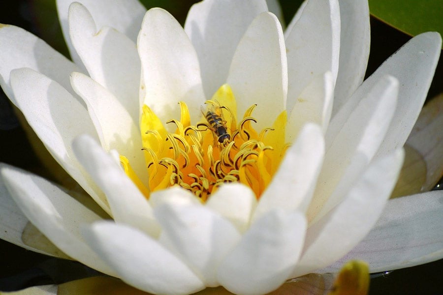 Flor de nenúfar blanco