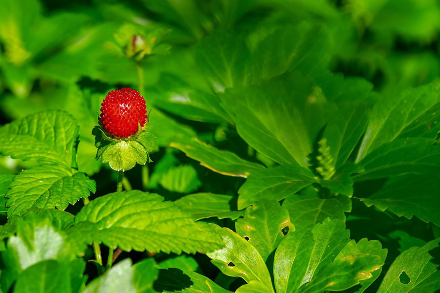 Wild strawberry in nature