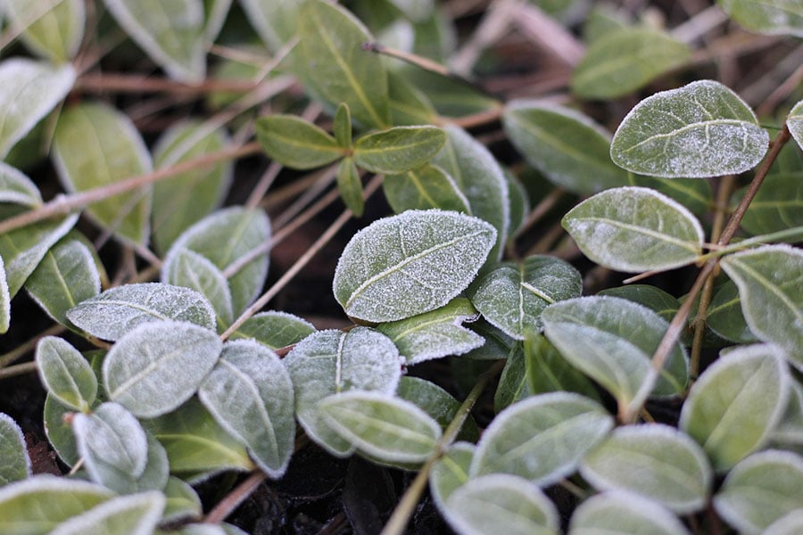 Macro leaves frost