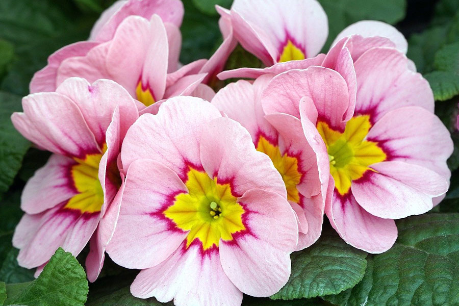 Primroses, conocidas como prímulas en holandés