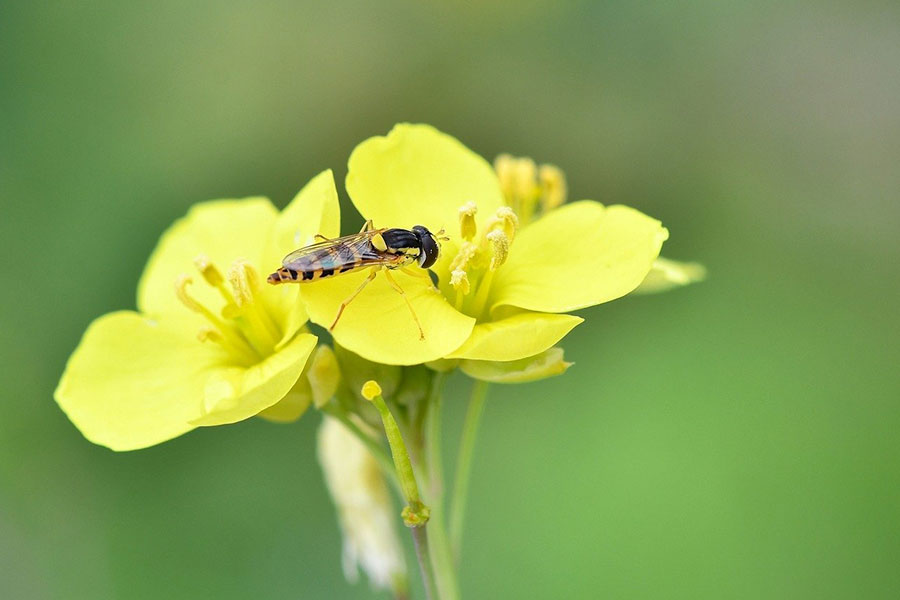 Los insectos flotantes pueden imitar a las avispas.