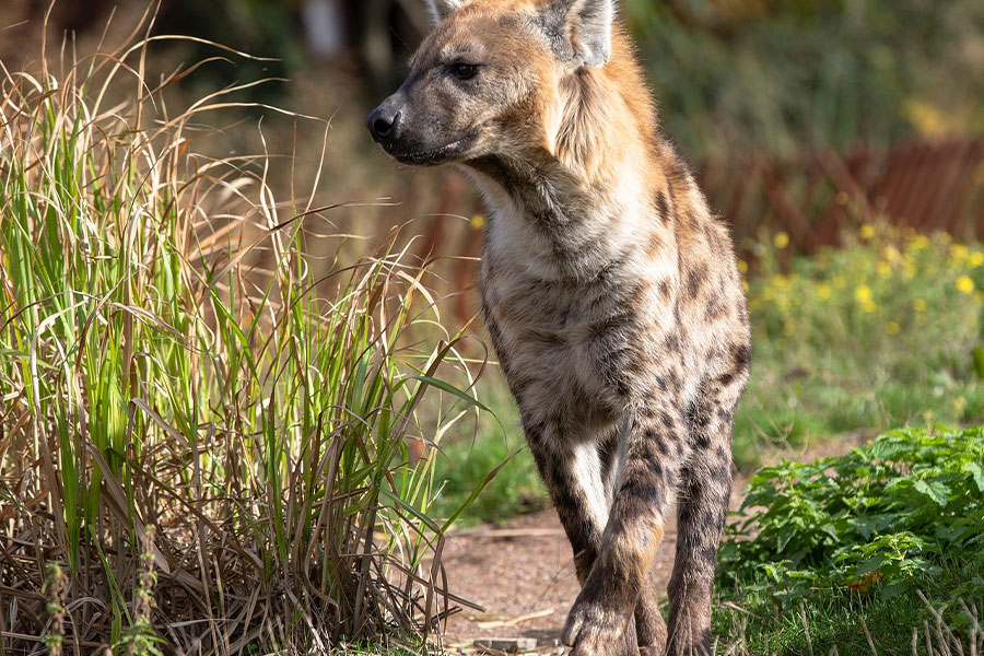 Hyena's zijn dieren die nauw verwant zijn aan katten.