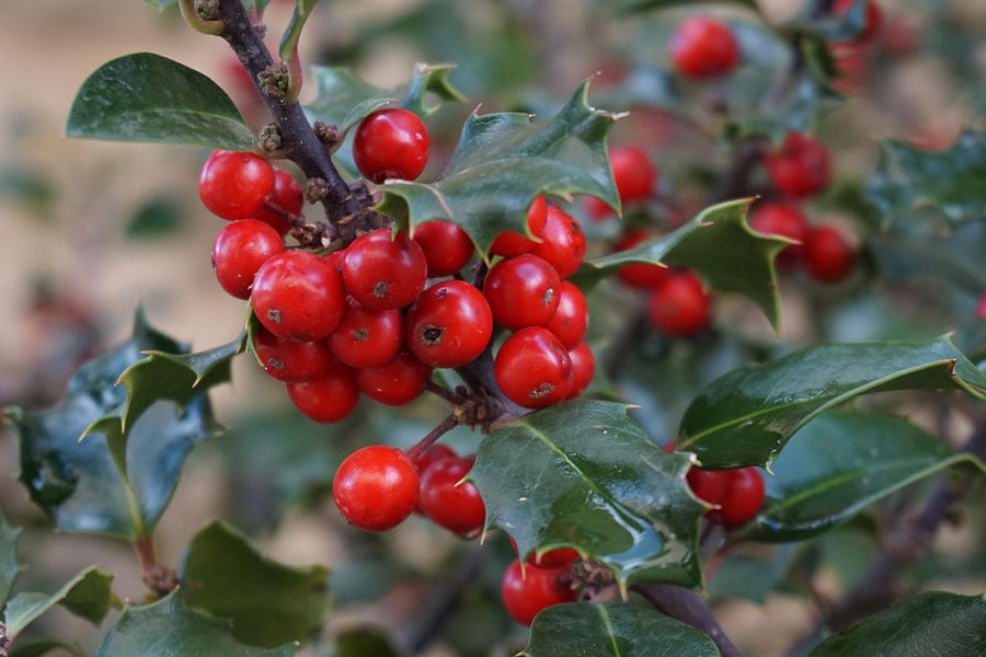 Holly tree houx stechpalme