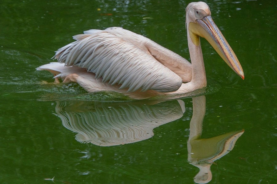 Pelícano, ave animal