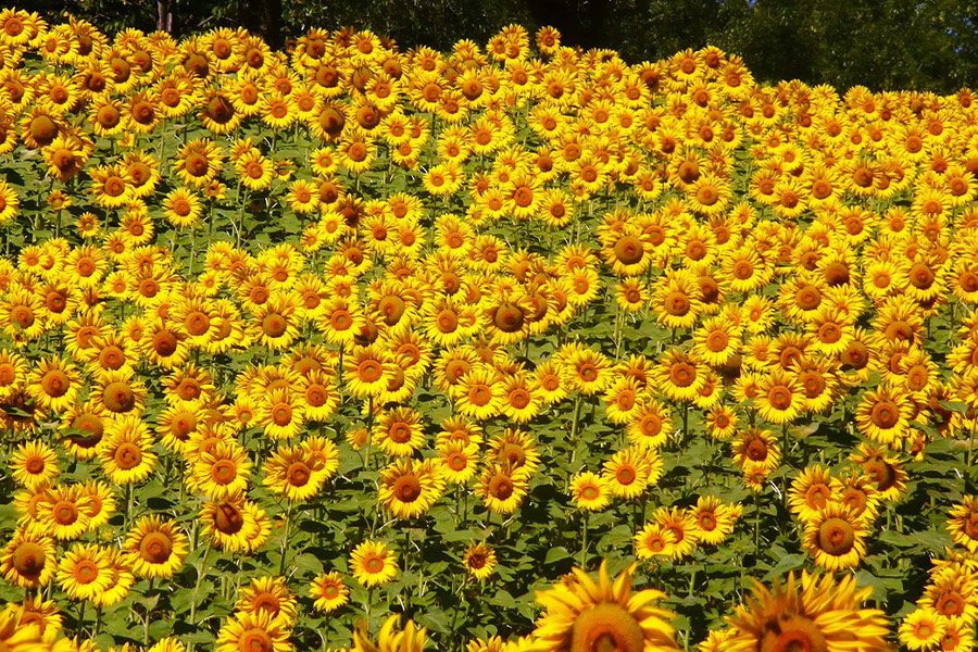 Girasoles de Abruzzo