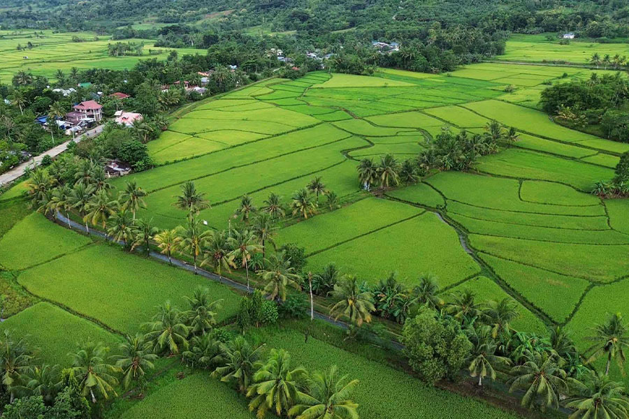 Campo de arroz en algún lugar de Bohol, Filipinas