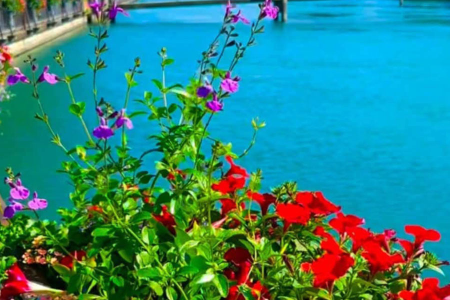 Vibrant flower box against water