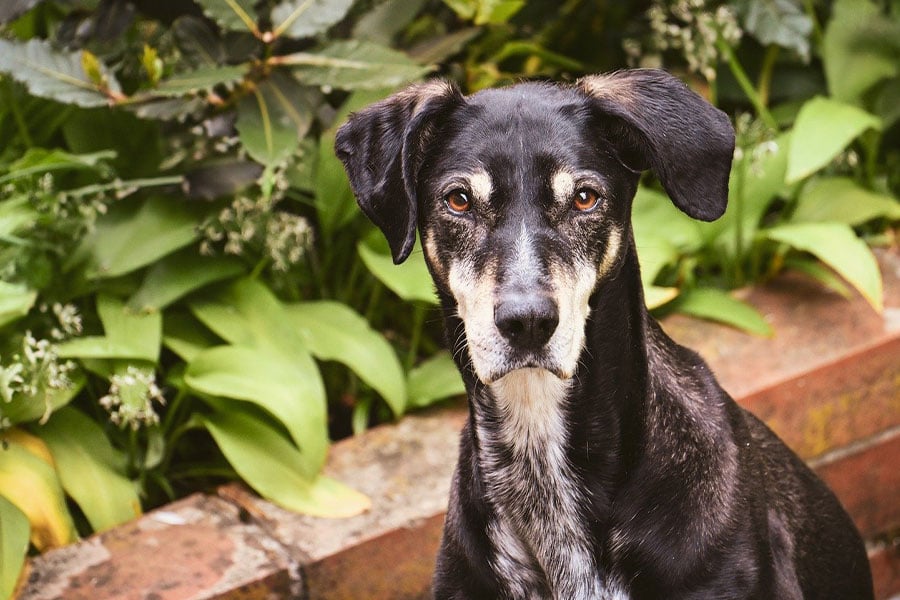 Nieuw-Zeelandse jachthond