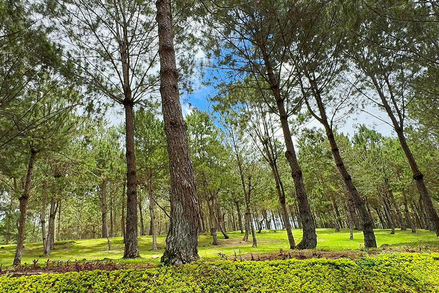 Pine trees belong to the genus pinus evergreen conifers