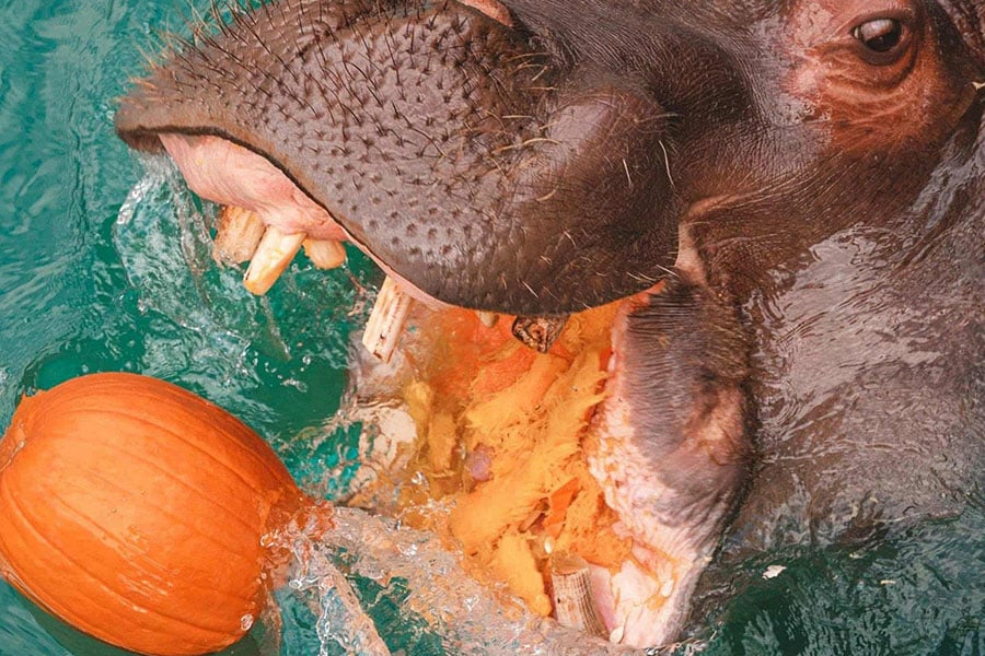 Nijlpaarden die graag in water afkoelen