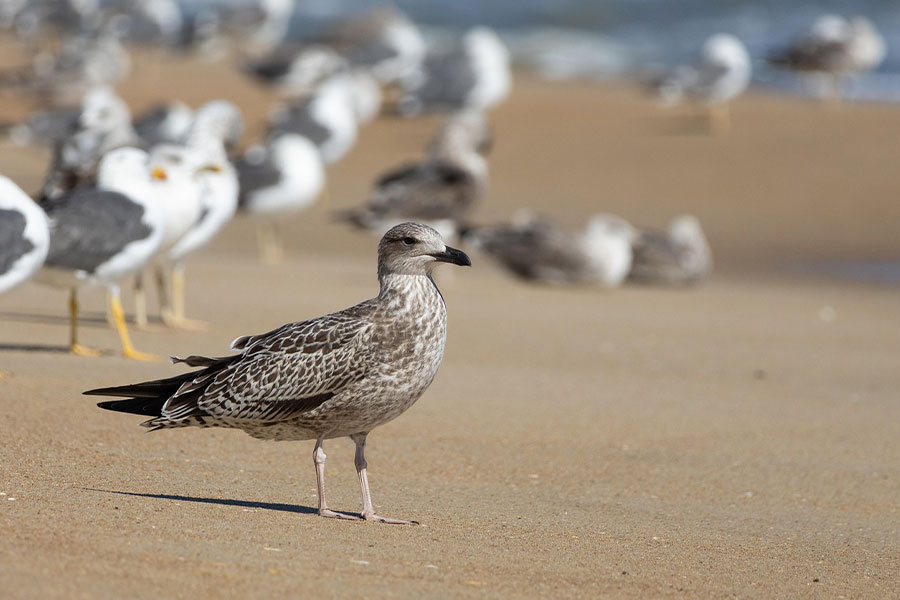 Gaviota patiamarilla con el dorso gris claro