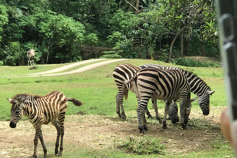 Groep zebra's en jong
