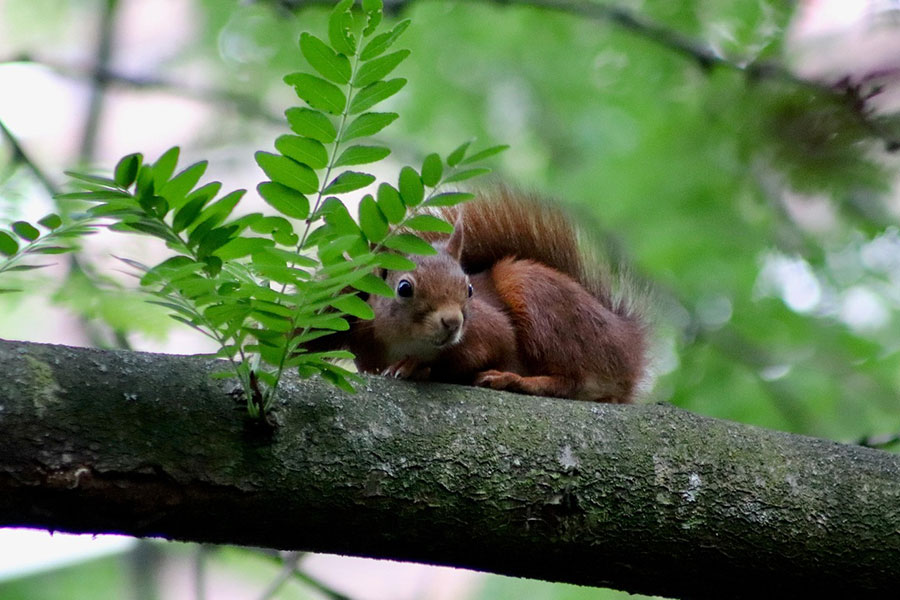 Croissant knaagdier eekhoorn
