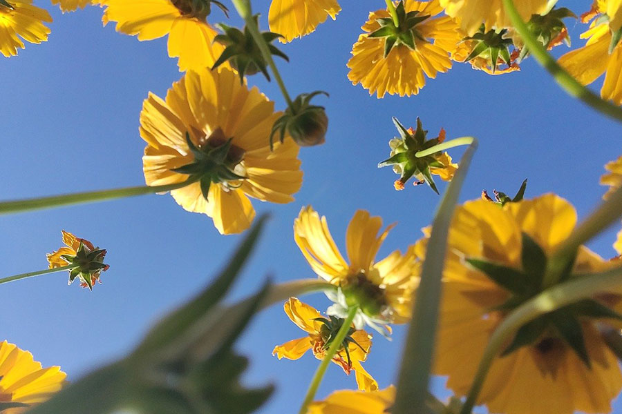 La margarita coreopsis de hojas lanceoladas de color amarillo brillante