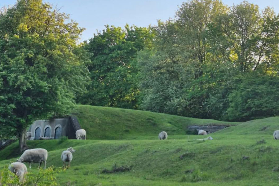 Sheep grazing on a green rolling hill
