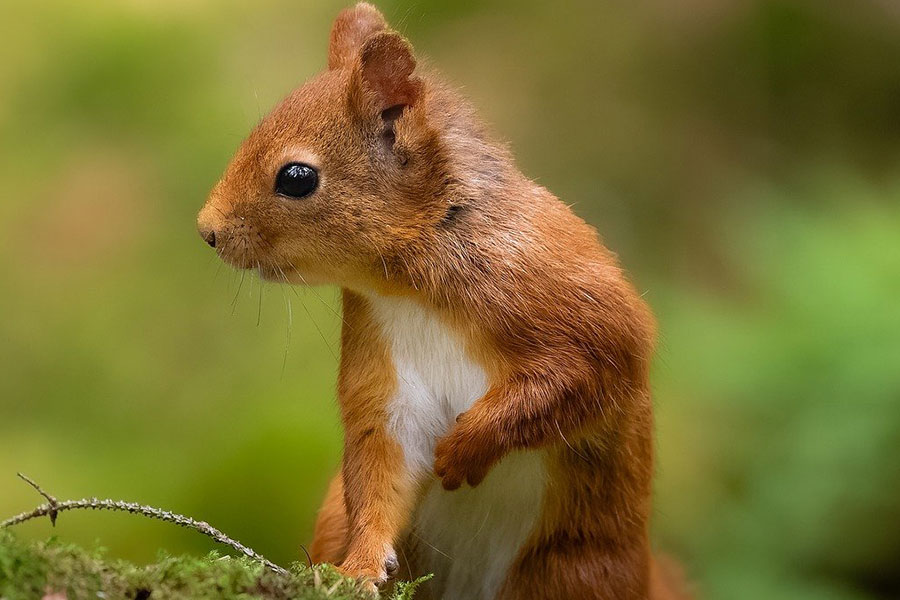 Dierenfotografie schattige eekhoorn
