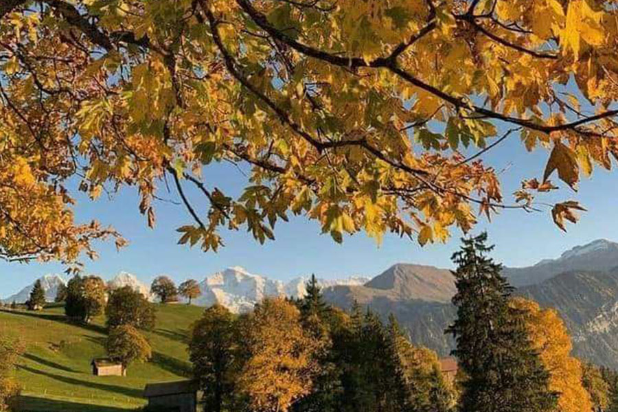Gelbe Blätter von einem Baum dominieren den Vordergrund warmen Herbst