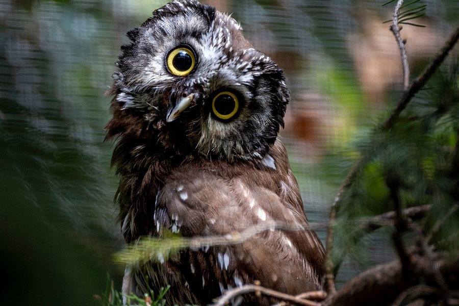 Pájaro búho mirando