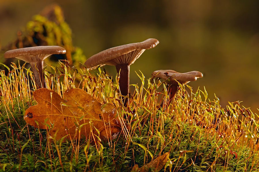 Three mushrooms shine by sun