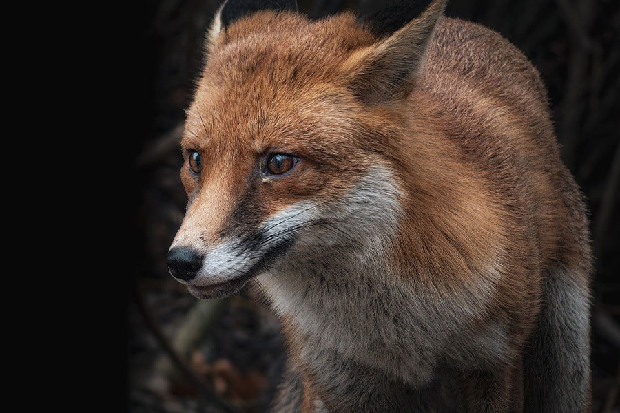 Stedelijke omgeving van de rode vos