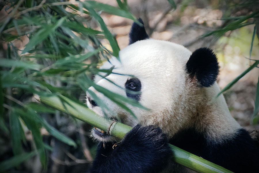 Meneer pandabeer bijt bamboe
