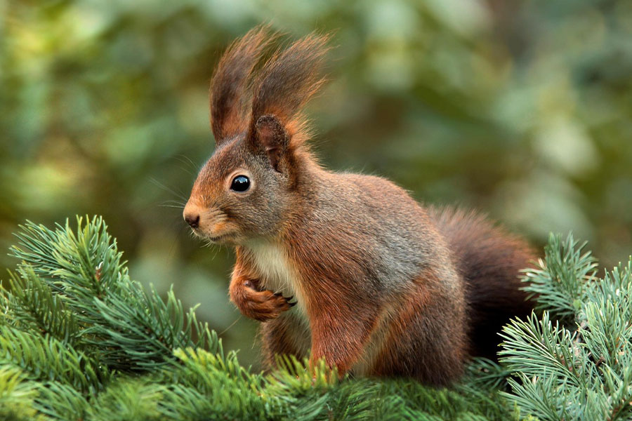 South Dakota antilope gaffelbok 2