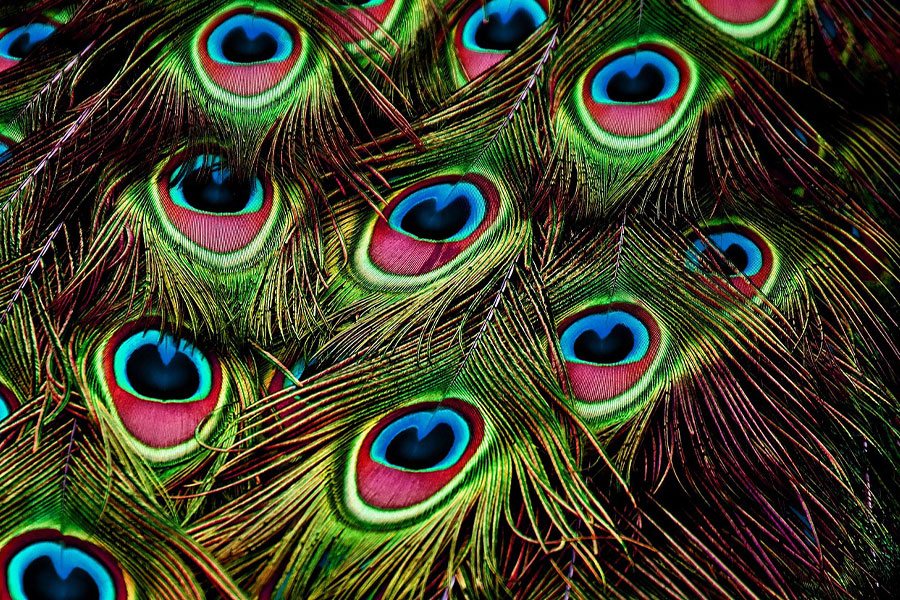 Plumas de colores de pavo real